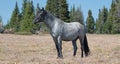 Wild Horse Blue Roan colored Band Stallion in the Pryor Mountains Wild Horse Range in Montana Ã¢â¬â Wyoming